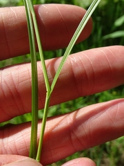 Carex brevior