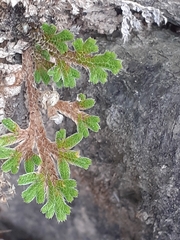 Selaginella