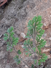 Selaginella