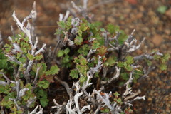 Hermannia spinosa