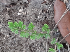 Selaginella