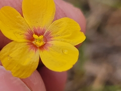 Linum hudsonioides