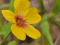 Linum hudsonioides