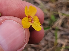 Linum hudsonioides