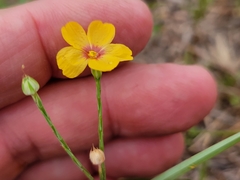 Linum hudsonioides
