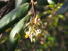 Styrax ferrugineus