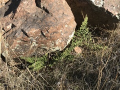 Cheilanthes hypoleuca