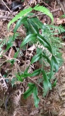 Pteris semipinnata