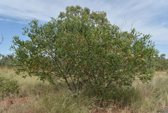 Acacia holosericea