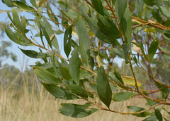 Acacia holosericea