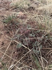 Eriogonum effusum