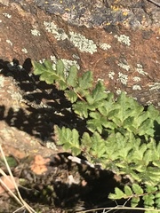 Cheilanthes hypoleuca