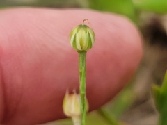 Linum hudsonioides