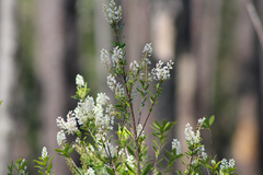 Cliftonia monophylla