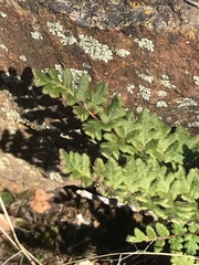 Cheilanthes hypoleuca
