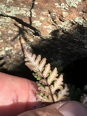 Cheilanthes hypoleuca