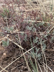 Eriogonum effusum