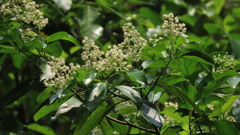 Pleuranthodendron lindenii