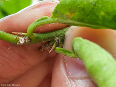 Scymnobius galapagoensis