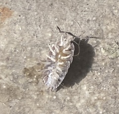 Porcellio laevis