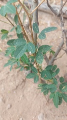 Crotalaria longirostrata