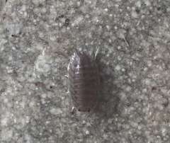 Porcellio laevis