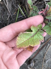 Pelargonium inodorum