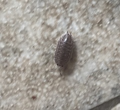 Porcellio laevis