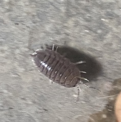 Porcellio laevis