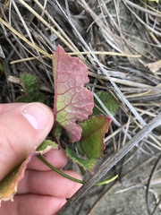 Pelargonium inodorum