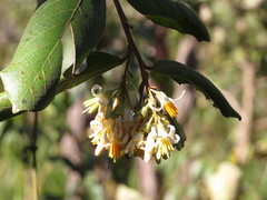 Styrax ferrugineus