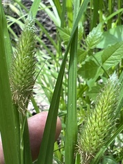 Carex typhina