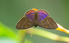 Eurybia molochina
