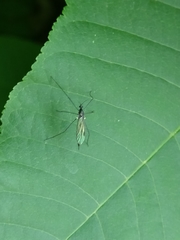 Gnophomyia tristissima
