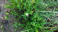 Mecardonia acuminata