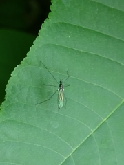 Gnophomyia tristissima