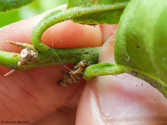 Scymnobius galapagoensis