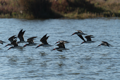 Rynchops niger cinerascens