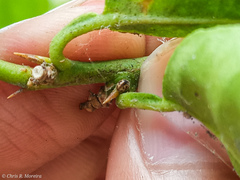 Scymnobius galapagoensis