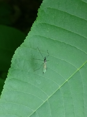 Gnophomyia tristissima