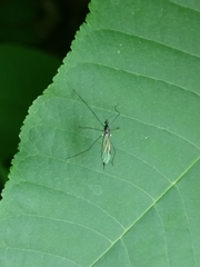 Gnophomyia tristissima