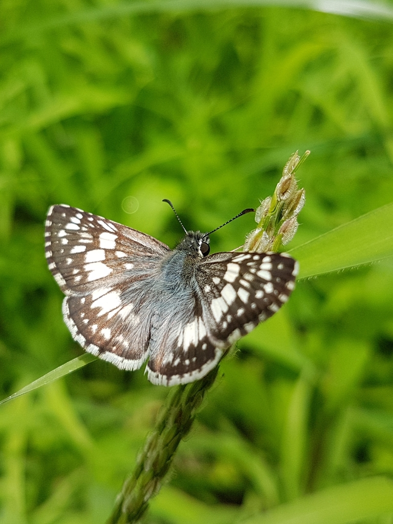 Colombian Checkered-Skipper