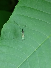Gnophomyia tristissima