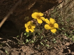 Oxalis perdicaria