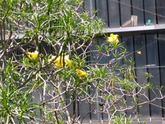 Cascabela thevetioides