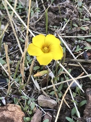 Oxalis perdicaria