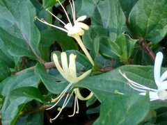 Lonicera japonica