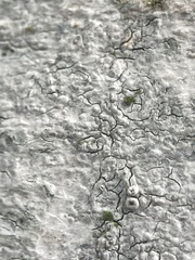 Trapelia placodioides