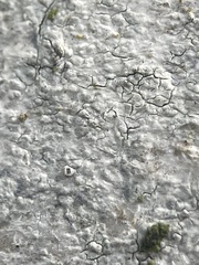 Trapelia placodioides