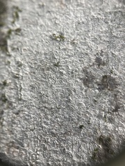 Trapelia placodioides